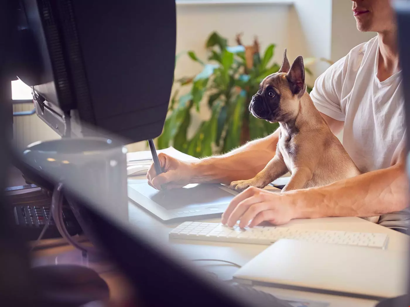 En person vid en arbetsplats med en liten brun hund, en boxer, i sitt knä Akavia Aspekt