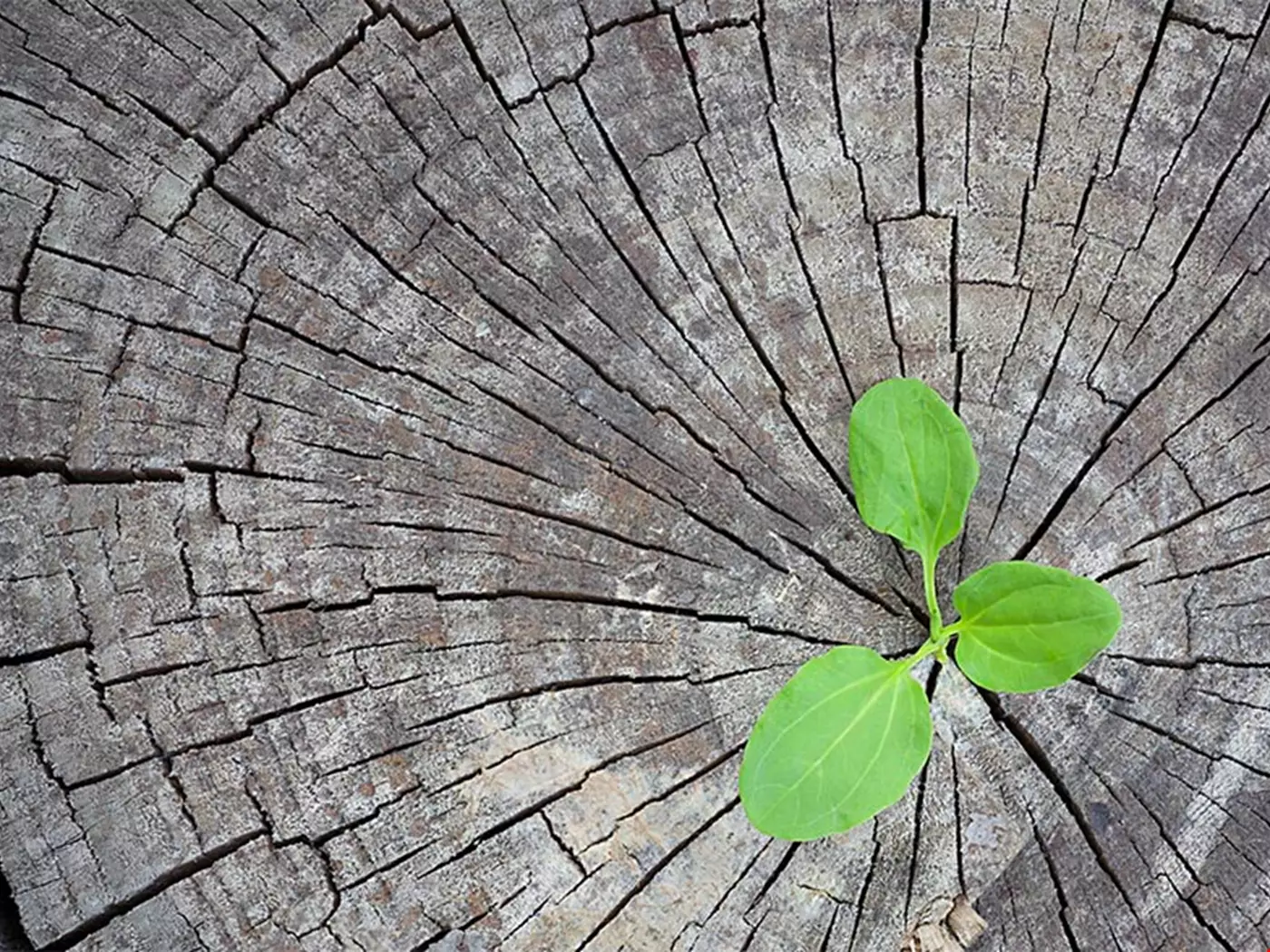 En tydligt död trädstam, men det växer en liten planta ut ur en spricka i det torra gråa träet. Symbol för innovation i kris.